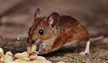 24 Hour & Emergency Exterminators in Rancho Cordova, CA